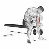 Concentrated Supination Dumbbell Curl