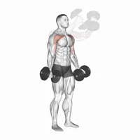 Front Raises in Supination with Dumbbells