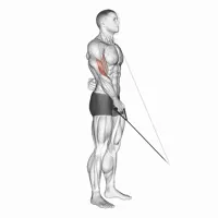 Isolated Pronation Curl on Low Pulley