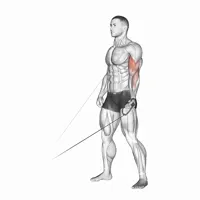 Isolated Supination Curl on Low Pulley