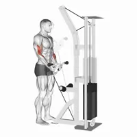 Low Pulley V Curl