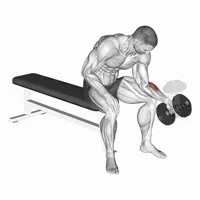 Neutral Concentration Curl with Dumbbell