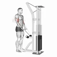 Retracted Supinated Curl on Low Pulley