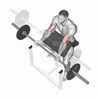 Supinated curl on Scott bench with barbell