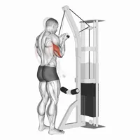 Vertical Extension in Supination on High Pulley