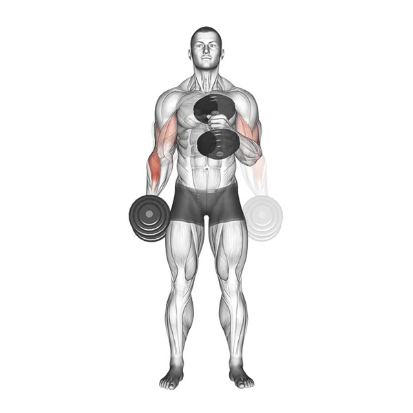Alternating Dumbbell Hammer Curl — ejercicio de Bíceps, nivel Intermedio