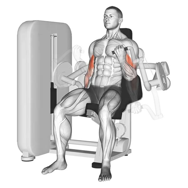 Alternating Supination Curl on Machine — ejercicio de Bíceps, nivel Intermedio