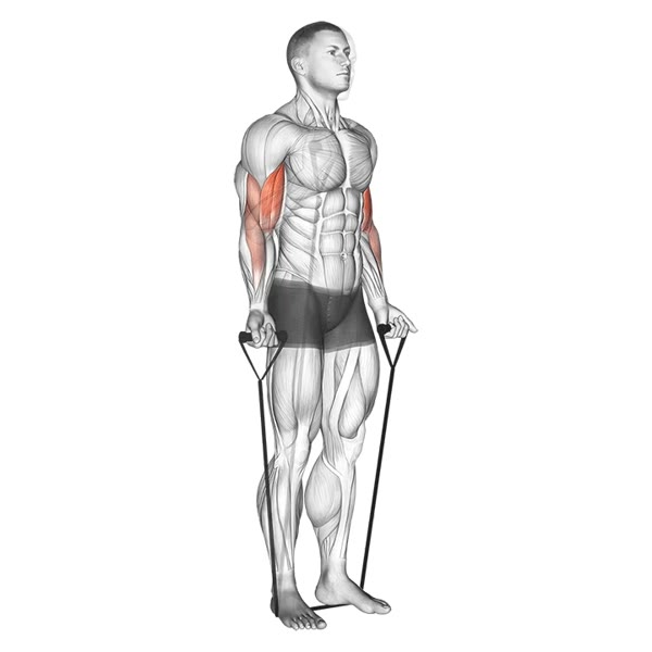 Alternating Supination Curl with Bands — ejercicio de Bíceps, nivel Intermedio