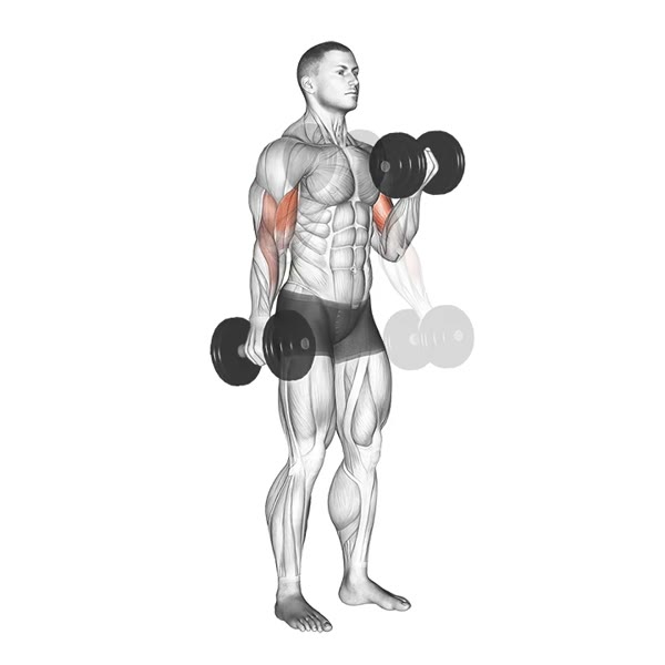 Alternating Twist Dumbbell Curl — ejercicio de Bíceps, nivel Intermedio
