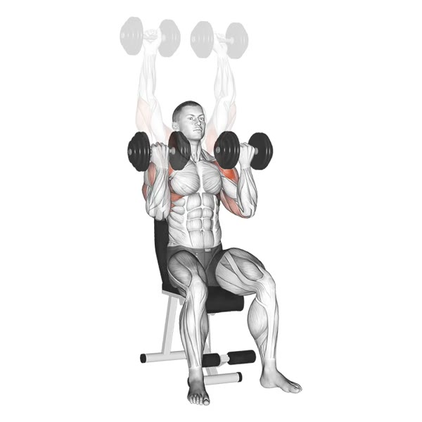 Arnold Press with Dumbbells — ejercicio de Hombros, nivel Intermedio