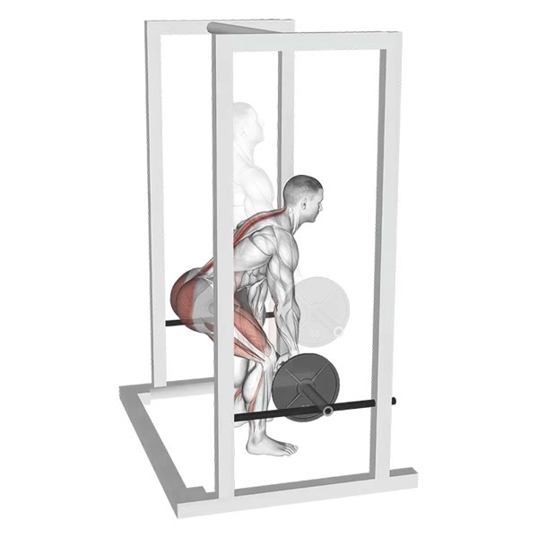 Assisted Deadlift with Barbell — ejercicio de Pierna, nivel Intermedio