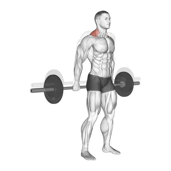 Back Shrugs with Bar — ejercicio de Espalda, nivel Intermedio