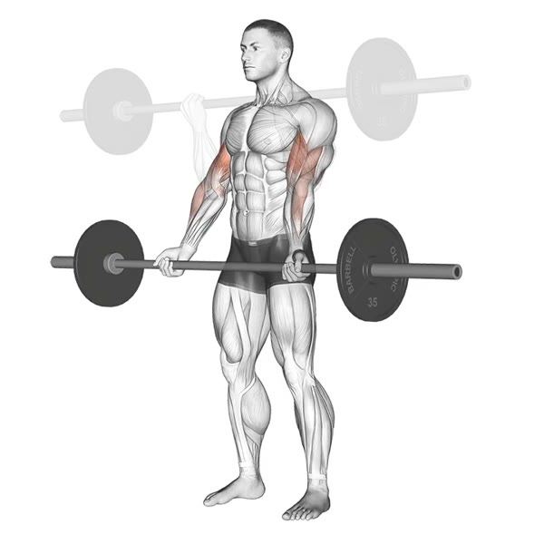 Barbell Supinated Curl — ejercicio de Bíceps, nivel Principiante