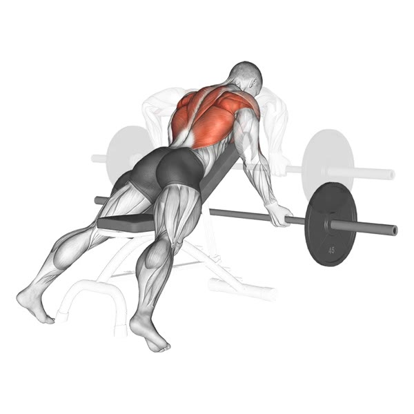 Bent Over Supinated Barbell Row — ejercicio de Espalda, nivel Intermedio
