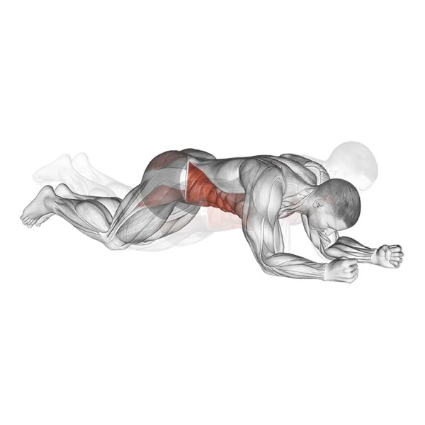 Bird Dog — ejercicio de Abdomen, nivel Intermedio