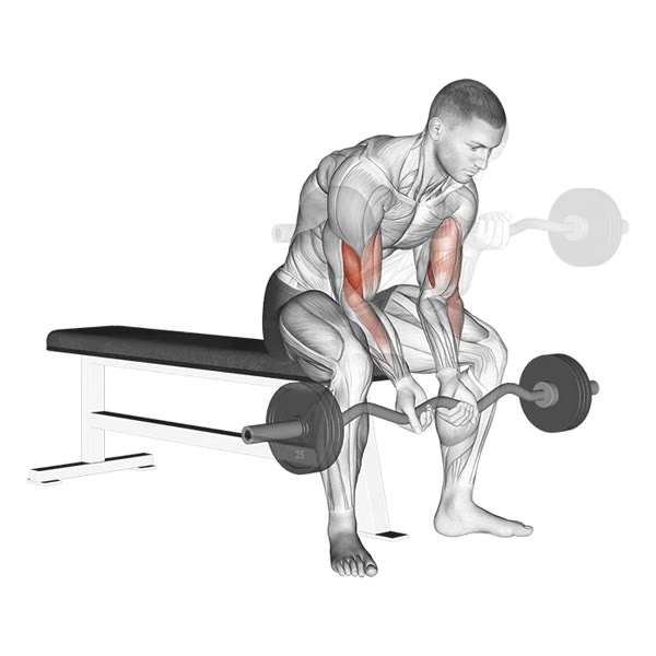 Close Concentration Curl with Z Bar — ejercicio de Bíceps, nivel Intermedio