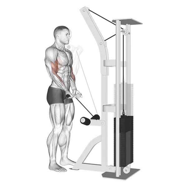 Close Supinated Curl on Low Pulley — ejercicio de Bíceps, nivel Principiante