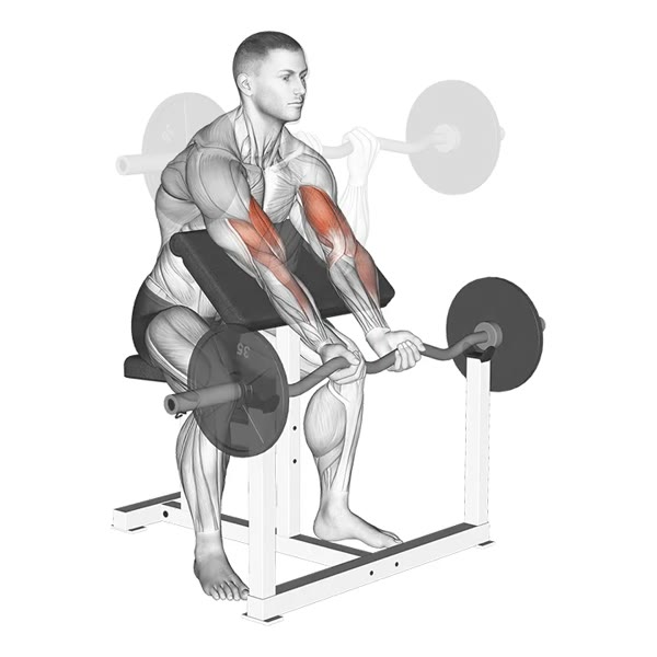 Close Supinated Curl on Scott Bench with Z Bar — ejercicio de Pecho, nivel Intermedio