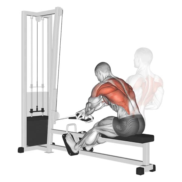 Closed Pronated Horizontal Row on Pulley — ejercicio de Espalda, nivel Intermedio