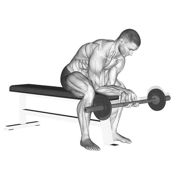 Concentrated Barbell Finger Curl — ejercicio de Antebrazo, nivel Intermedio
