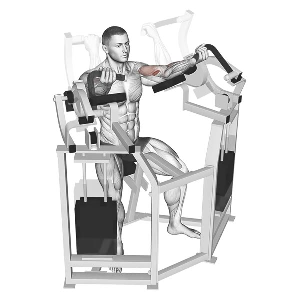 Concentrated Curl on Machine — ejercicio de Bíceps, nivel Intermedio