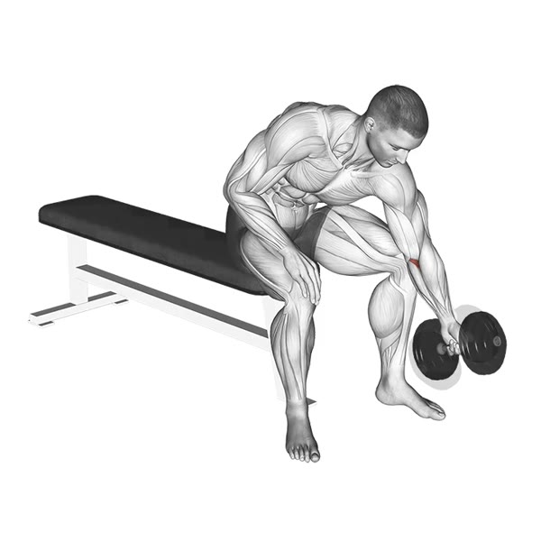Concentrated Dumbbell Rotation — ejercicio de Antebrazo, nivel Intermedio