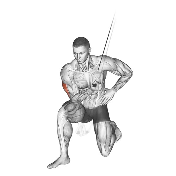 Concentrated Extension on High Pulley — ejercicio de Tríceps, nivel Principiante