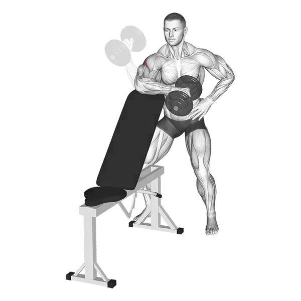 Concentrated External Rotation with Dumbbell — ejercicio de Hombros, nivel Intermedio