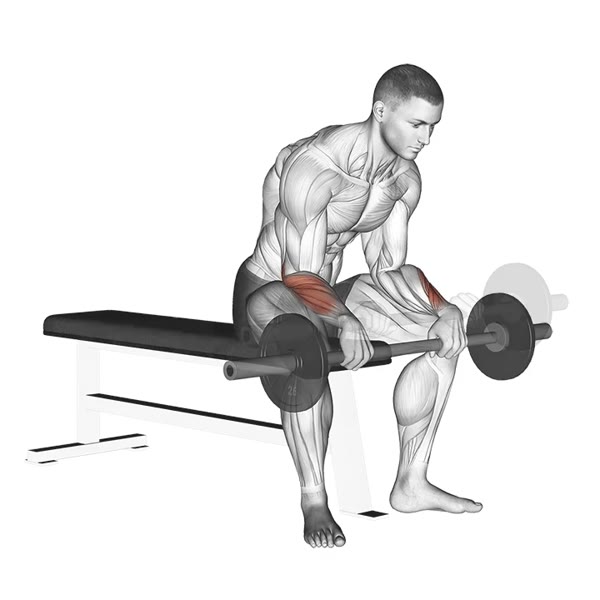 Concentrated Pronation Curl with Barbell — ejercicio de Bíceps, nivel Intermedio