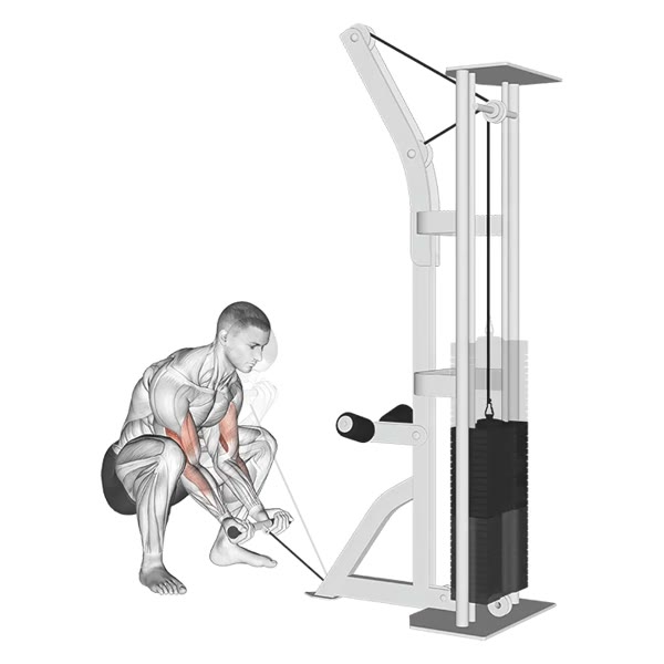 Concentrated Supination Curl on Low Pulley — ejercicio de Bíceps, nivel Intermedio
