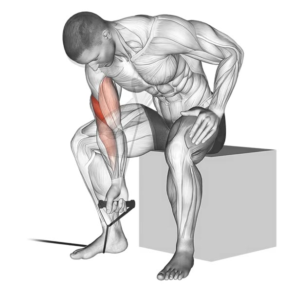 Concentrated Supination Curl with Band — ejercicio de Bíceps, nivel Intermedio