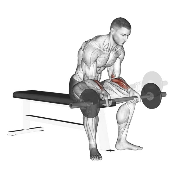 Concentrated Supination Curl with Barbell — ejercicio de Bíceps, nivel Intermedio