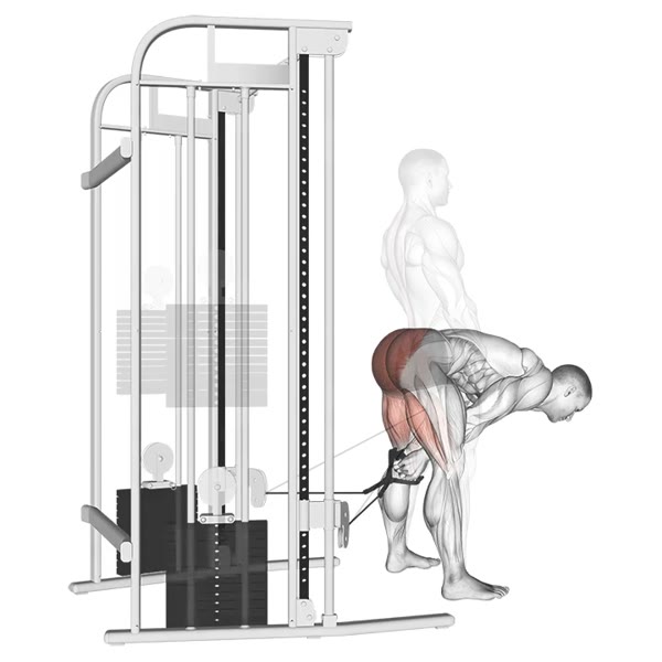 Deadlift on Pulley — ejercicio de Espalda, nivel Intermedio