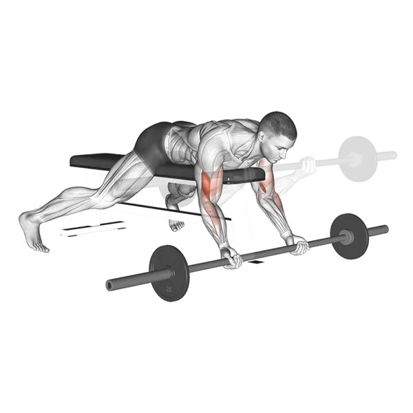 Downward Supinated Curl with Barbell — ejercicio de Bíceps, nivel Intermedio