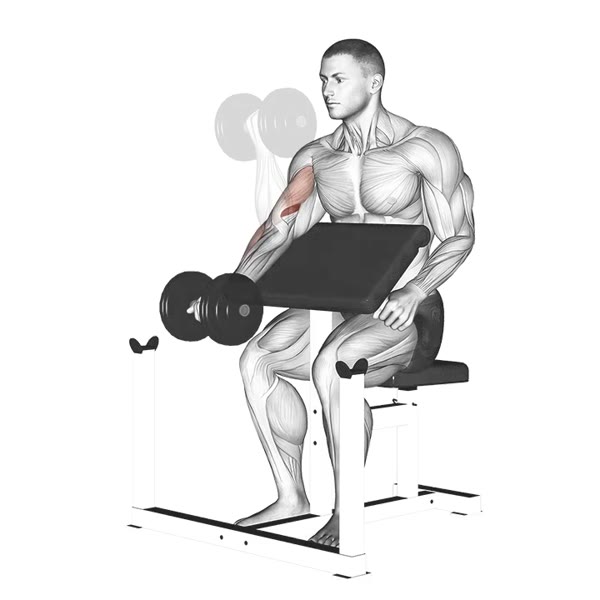 Dumbbell Scott Bench Curl in Supination — ejercicio de Pecho, nivel Intermedio