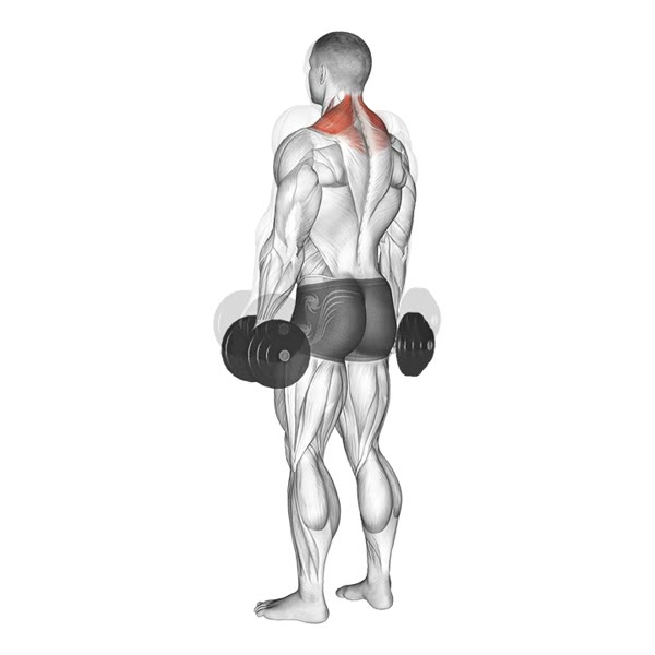 Dumbbell Shrugs — ejercicio de Hombros, nivel Intermedio