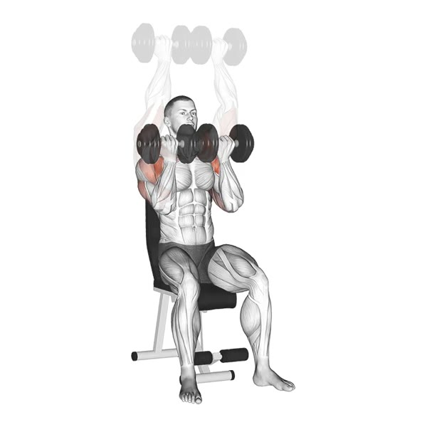 Dumbbell Supinated Military Press — ejercicio de Hombros, nivel Intermedio