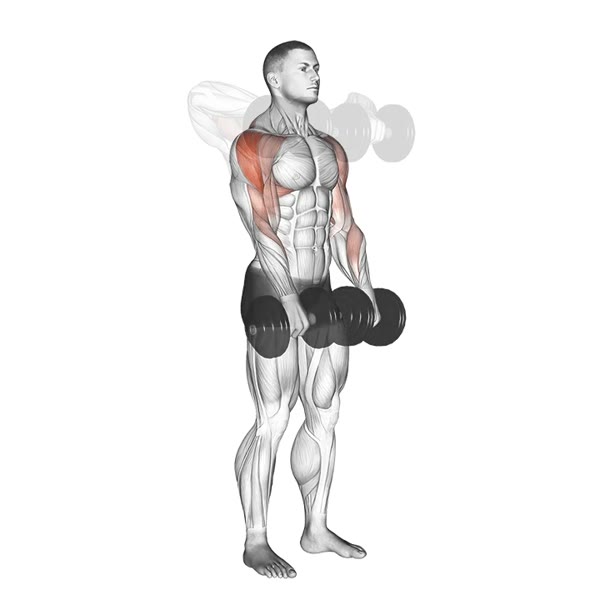 Dumbbell upright row — ejercicio de Espalda, nivel Intermedio