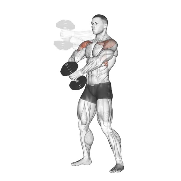 Front Dumbbell Raise — ejercicio de Hombros, nivel Principiante