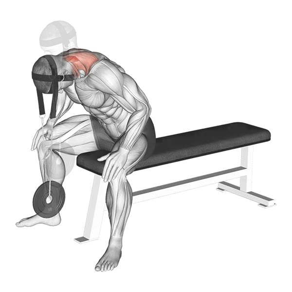 Frontal Extension with Harness — ejercicio de General, nivel Intermedio