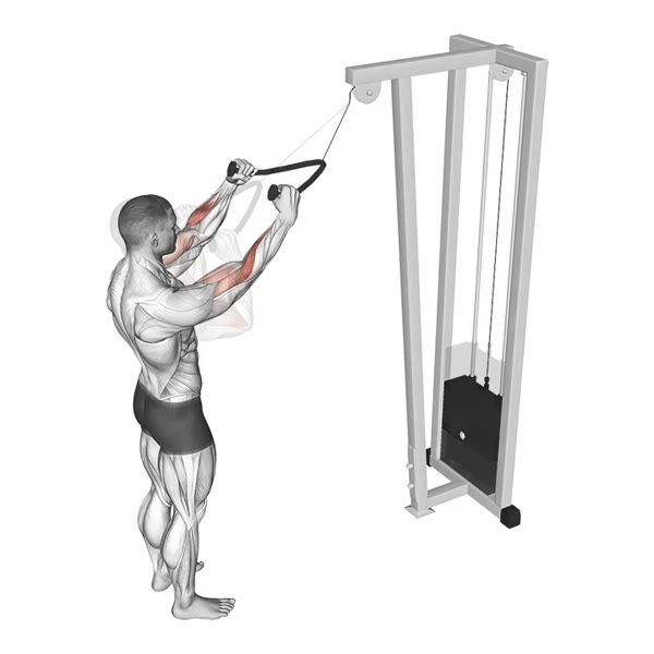 Hammer Curl on High Pulley — ejercicio de Bíceps, nivel Intermedio