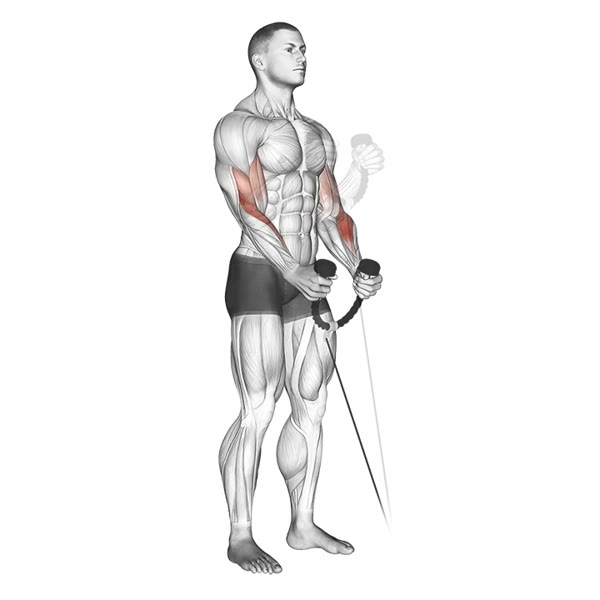 Hammer Curl on Low Pulley — ejercicio de Bíceps, nivel Principiante