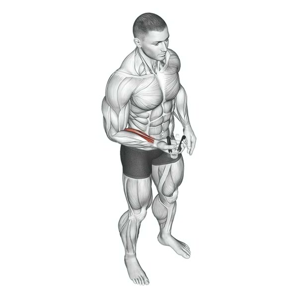 Hand Grip — ejercicio de Antebrazo, nivel Principiante