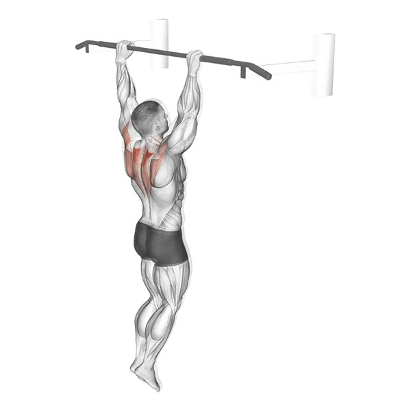 Hanging Scapular Retraction — ejercicio de Espalda, nivel Intermedio