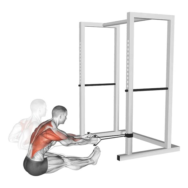 Horizontal Rowing with Bands — ejercicio de Espalda, nivel Intermedio