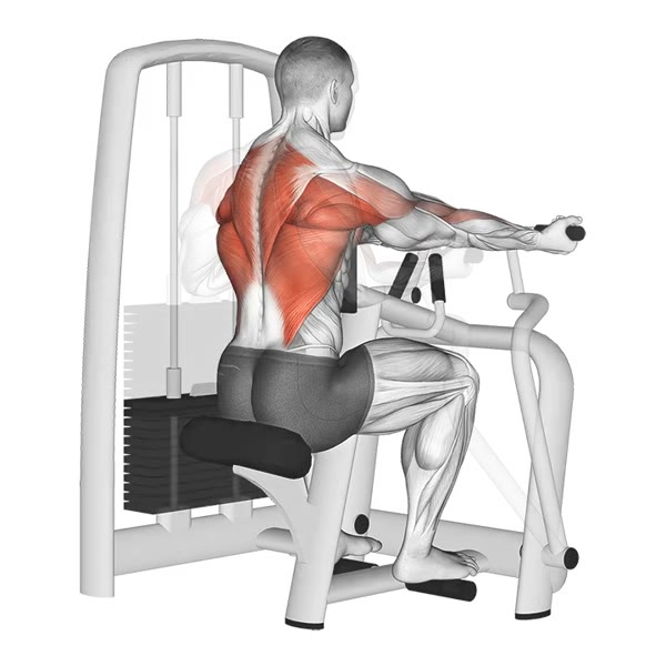 Horizontal Supination Row on Machine — ejercicio de Espalda, nivel Intermedio