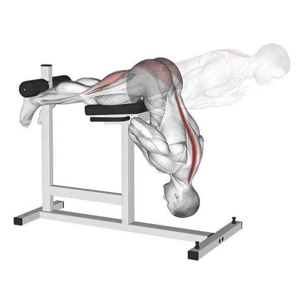 Hyperextensions — ejercicio de Espalda baja, nivel Intermedio
