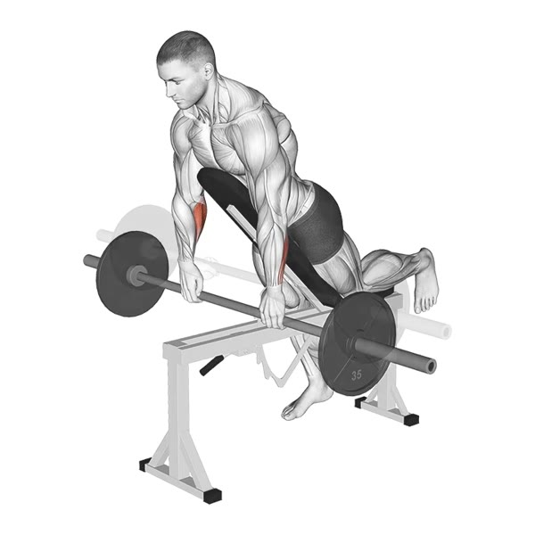 Incline Barbell Curl — ejercicio de Bíceps, nivel Intermedio