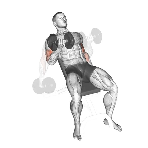 Incline Curl with Alternating Twist with Dumbbells — ejercicio de Bíceps, nivel Intermedio