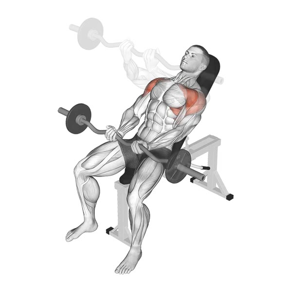 Incline Front Raise in Supination with Z Bar — ejercicio de Hombros, nivel Intermedio